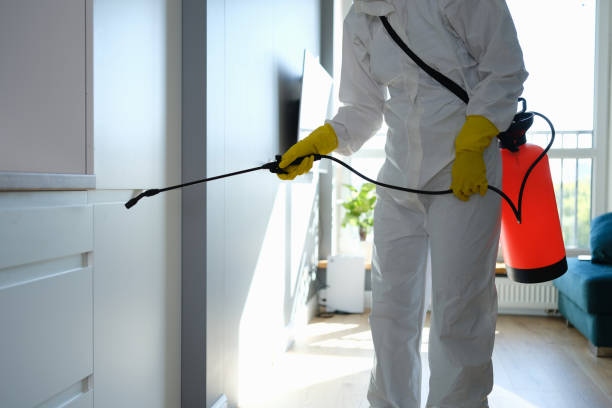 Reliable Hanley Hills, MO Mold Remediation Solutions